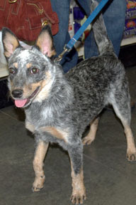 Tulsa a blue heeler