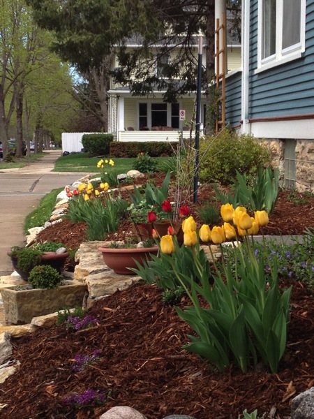 Tulips.jpg Tulips