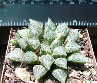 Haworthia wimii X Haworthia mirabilis var. paradoxa