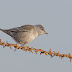 Barred Warbler – Al Uqair