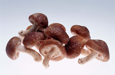 oyster mushroom spawn