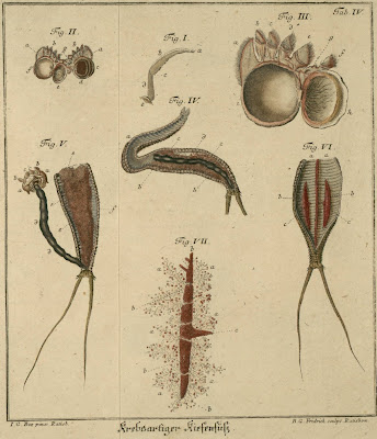 schaeffer insects