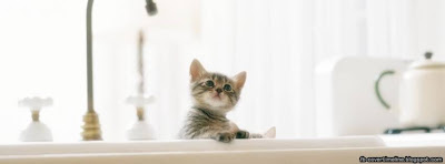 little cute kitten in kitchen images
