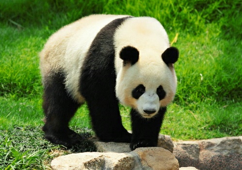 Gambar Gambar Panda Imut Lucu Kumpulan Binatang di Rebanas 