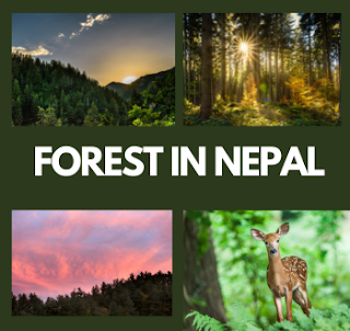 essay on importance of forest in nepali language