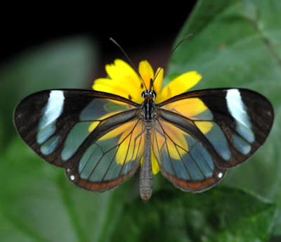 10 amazing transparent animals on earth