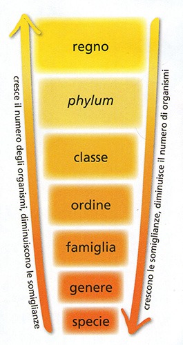 categorie sistematiche