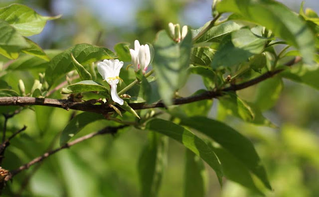 Amur Honeysuckle Flowers Pictures