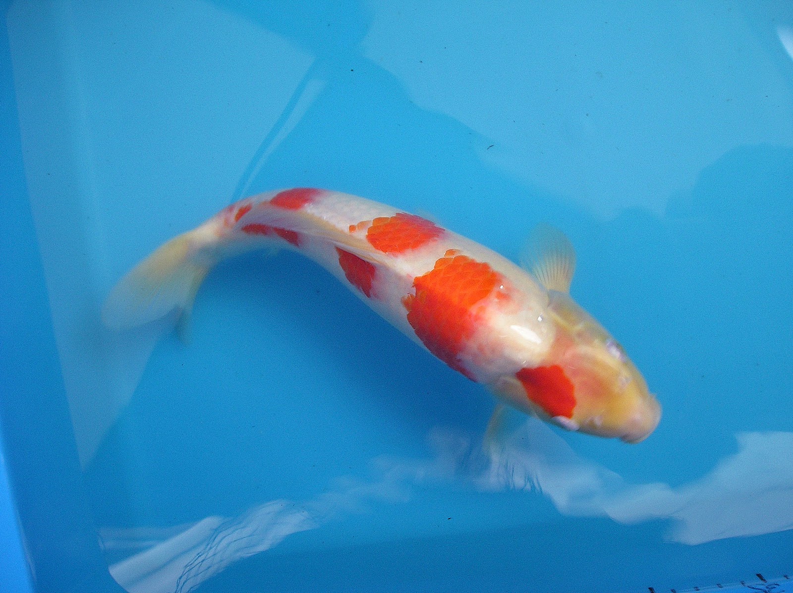 ZENKOI MARKETING : IMPORTED JAPANESE CARP(Koi Fish)