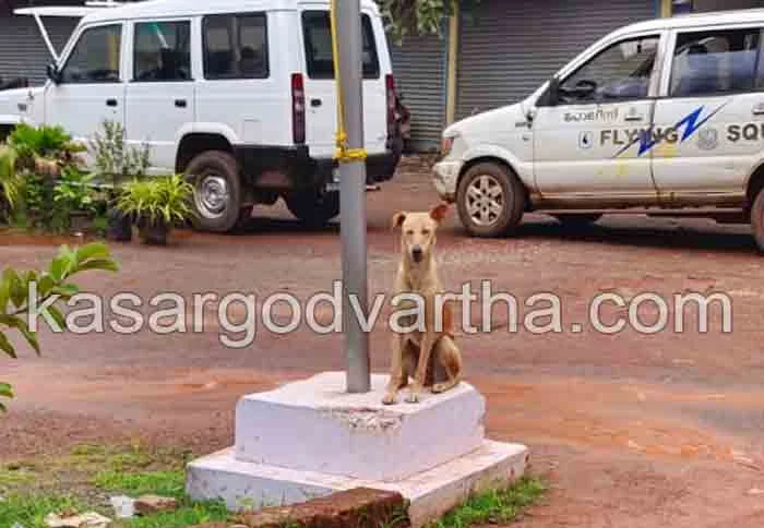 Latest-News, Kerala, Kasaragod, Top-Headlines, Street Dog, Dog, District Collector, Collectorate, Police Station, Stray dog menace at collectorate.