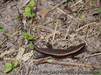 Common Sun Skink (Mabuya multifasciata)