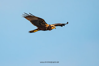 Wildlifefotografie Rohrweihe Olaf Kerber