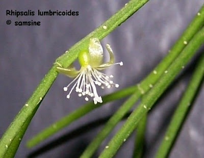 Suelda consuelda Rhipsalis lumbricoides