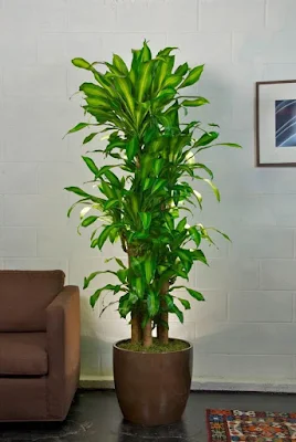 Como utilizar plantas na decoração de interiores