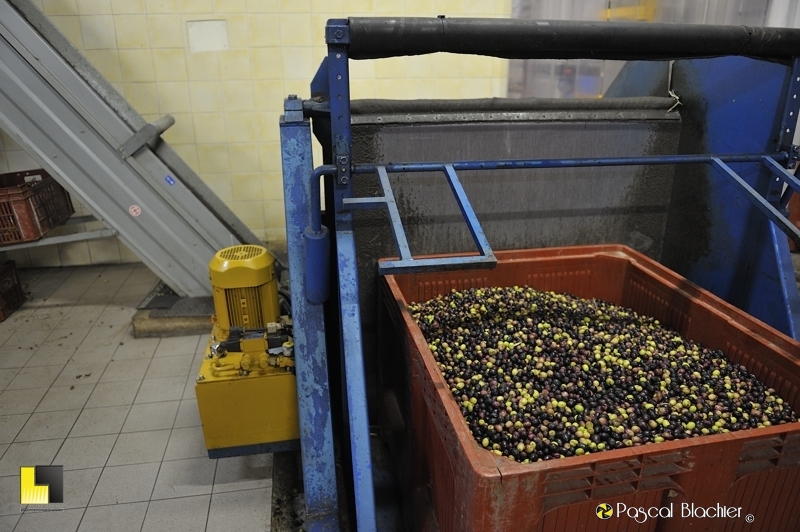 Le départ du processus de pressage des olives photo blachier pascal