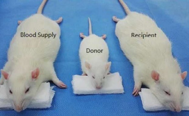 Surgeon added a second head to a rat for his experiments