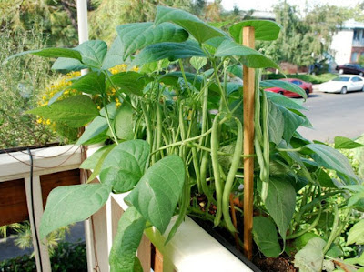 Bí quyết trồng rau trên sân thượng