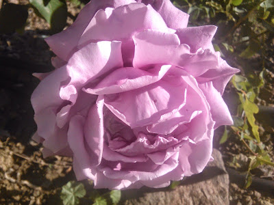 rosa centifolia