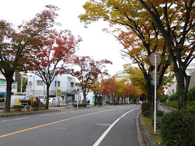 香里団地の並木（けやき通りの紅葉）