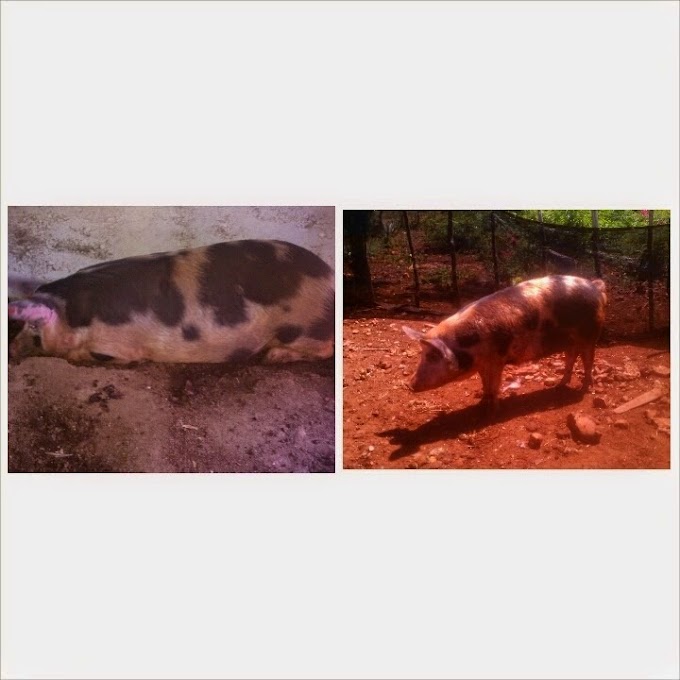 Barahona: Cerdos enferman tras consumir alimentos rechazados por estudiantes de La Guazara.-