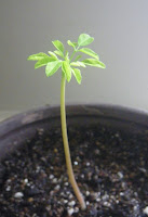 Moringa Oleifera, Mallungay, Ben, Drumstick Tree small plants