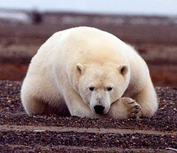 Polar Bear Nice Stills