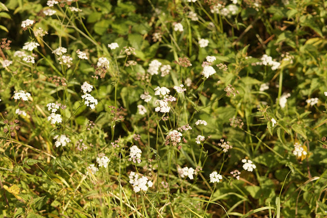 wildflowers in the sunshine