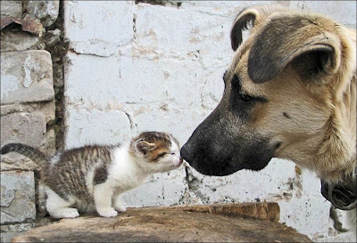 Cute Animals Funny Kissing Photo