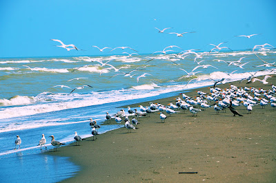 fotos de la playa en casitas y costa esmeralda veracruz