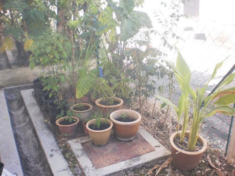 Kebun Belakang Rumah : Meskipun dinding taman belakang rumah fungsi utamanya hanya sebagai pembatas dan penutup bagian belakang rumah namun bukan berarti model 40.