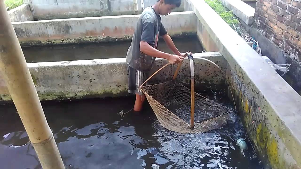 Tips Budidaya Ikan Gurame Di Rumah Budidaya Ikan Gurame