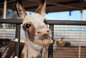 Funny animals of the week - 6 December 2013 (35 pics), donkey smiling