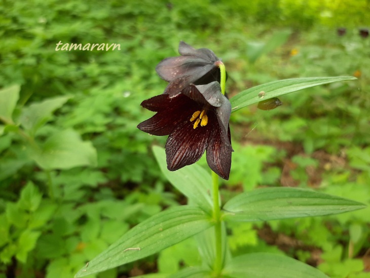 Рябчик камчатский (Fritillaria camschatcensis)