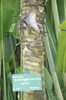  Tanaman pisang kipas yaitu flora pohon yang sering kita jumpai disekitar kita Manfaat Pisang Kipas (Ravenala Madagascariensis Sonn)