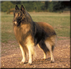 Dog Site: Dog Breeds - Belgian Shepherd Tervuren