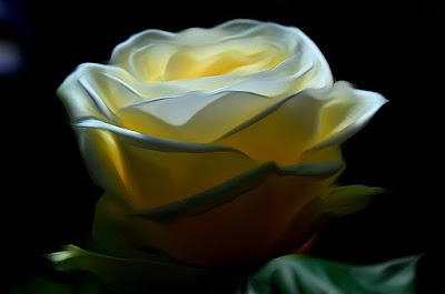 Rose, Roza, hoa hồng, Roses, faqekuq, ruže, バラ,  roser, roses, roosid, ruusut, Rožės, rōhi, рози, rozen, róże, rosas, Розы, Ro, Rosas, růže, Güller, троянди, rózsák, τριαντάφυλλα, Руже,
