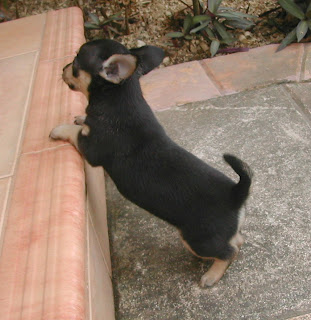 6-week-old Chihuahua