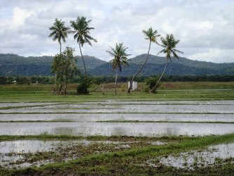 தம்பலகாமம்