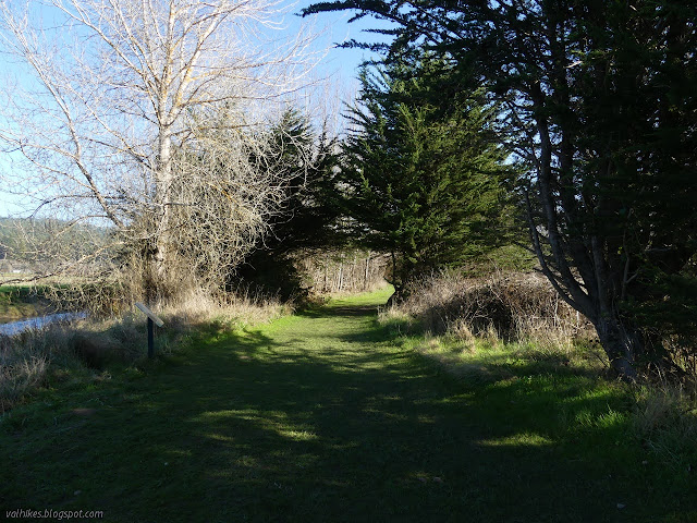 wider trail with cedars