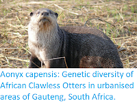 https://sciencythoughts.blogspot.com/2019/08/aonyx-capensis-genetic-diversity-of.html