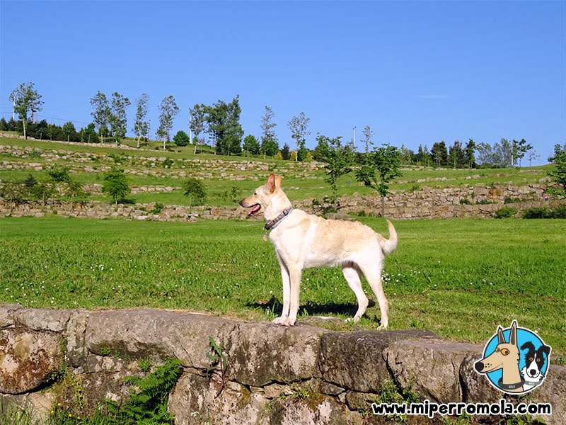 Can de Palleiro en el Parque Oriental De Oporto con perros
