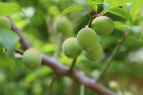 plum-peach-spring-apricot-fruit