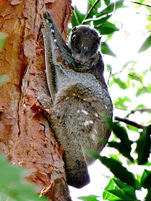 Malayan Colugo (Cynocephalus variegatus)