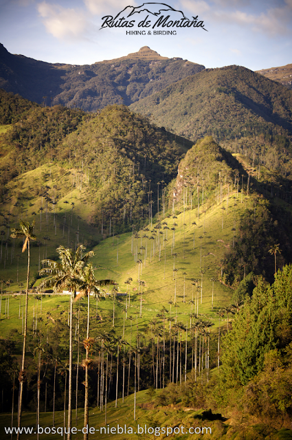 Paramillo del Quindio