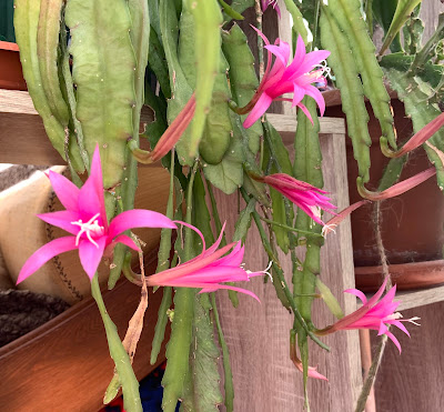 How is the Epiphyllum plant cared for? When does Epiphyllum flower?