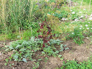 Silverweed growing around skirret