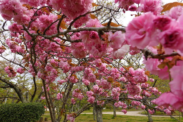 鳥取県米子市久米町　湊山公園　カンザン (関山）