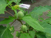 有毒植物のトゲナショウシュチョウセンアサガオ（ナス科）。