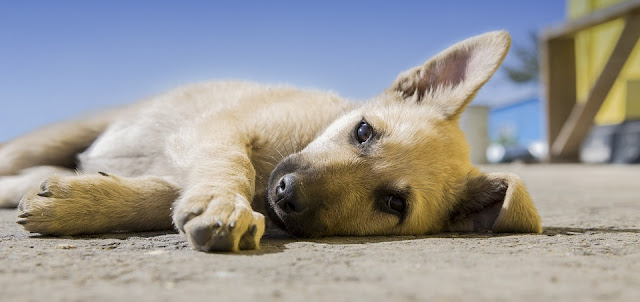 contro l'abbandono degli animali