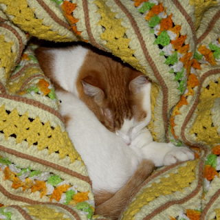 image: photo of cat sleeping